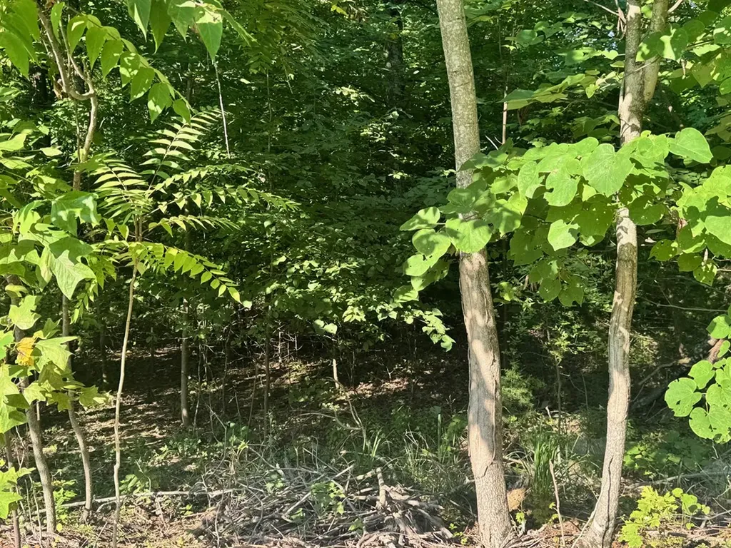 617 North Pointe Trail Allons TN 38541