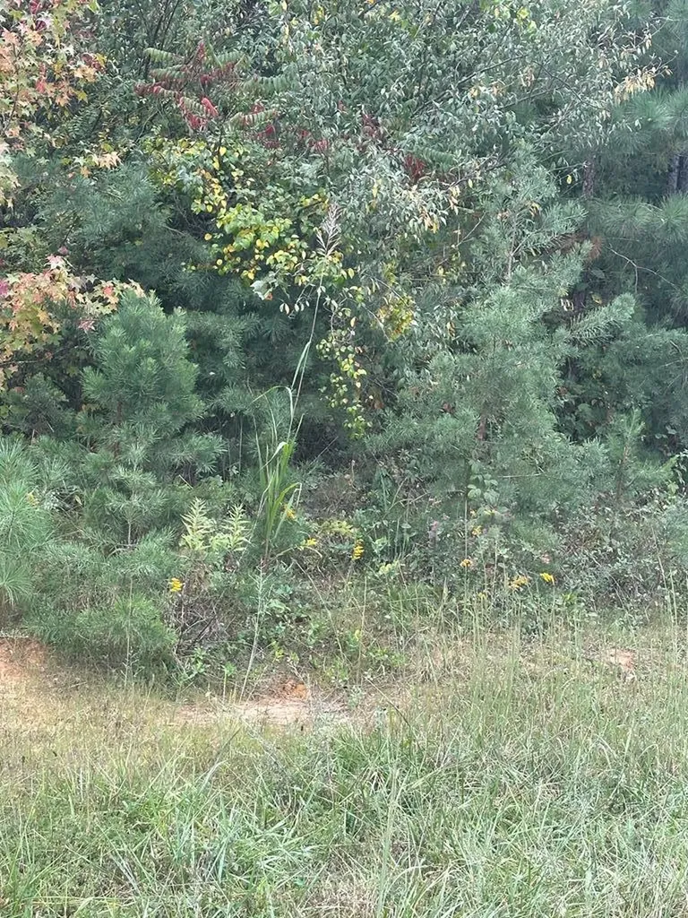 Lot 65 Panther Falls Wilder TN 38589