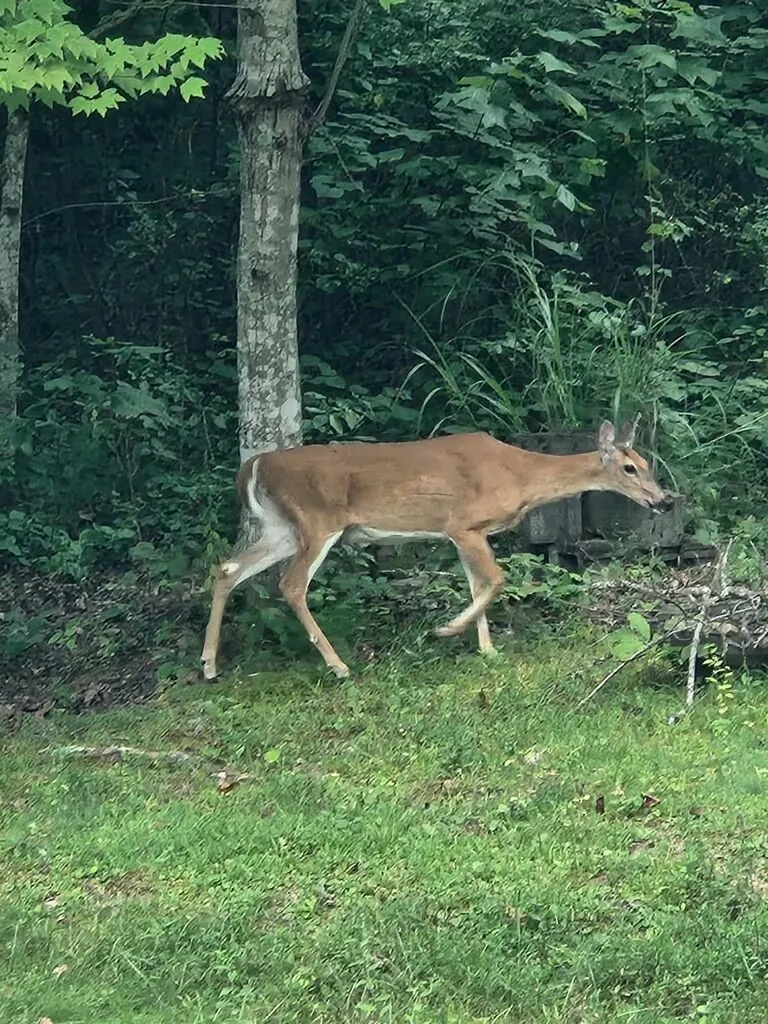 690 Ironwood Avenue Livingston TN 38570