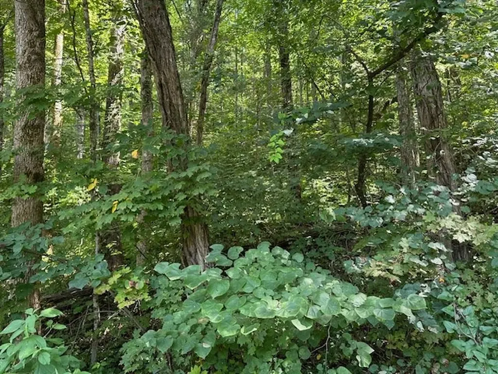 Na Gum Springs Mountain Road Sparta TN 38583