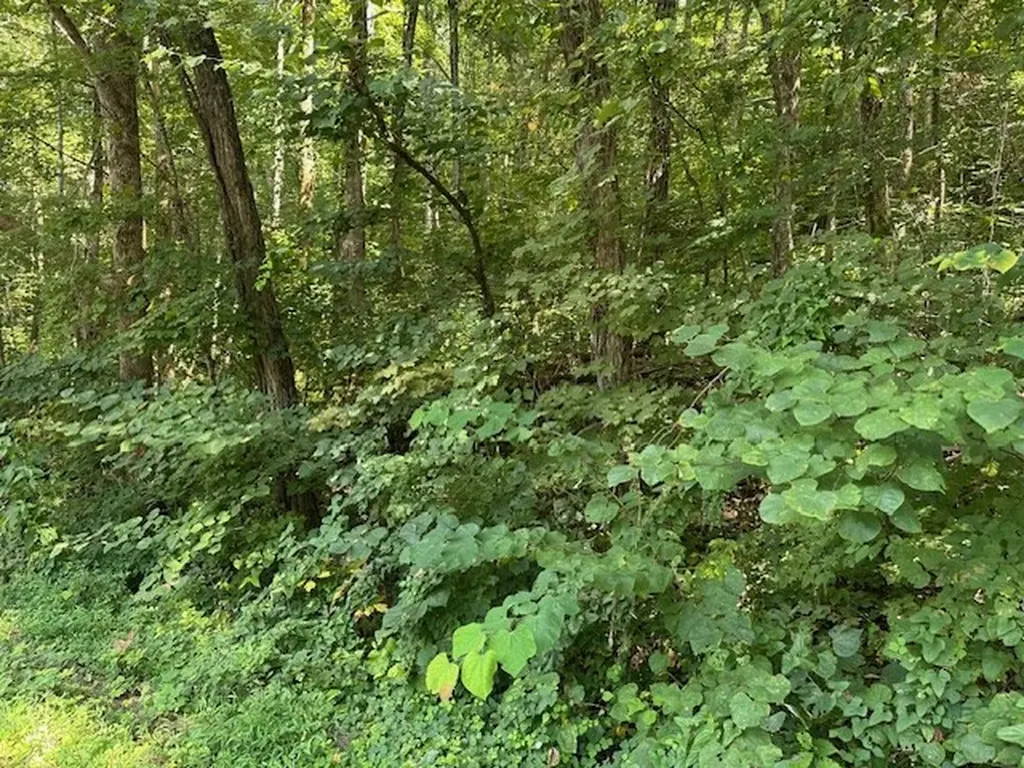Na Gum Springs Mountain Road Sparta TN 38583