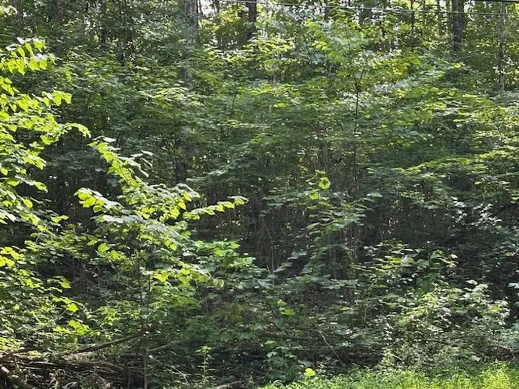 Na Gum Springs Mountain Road Sparta TN 38583