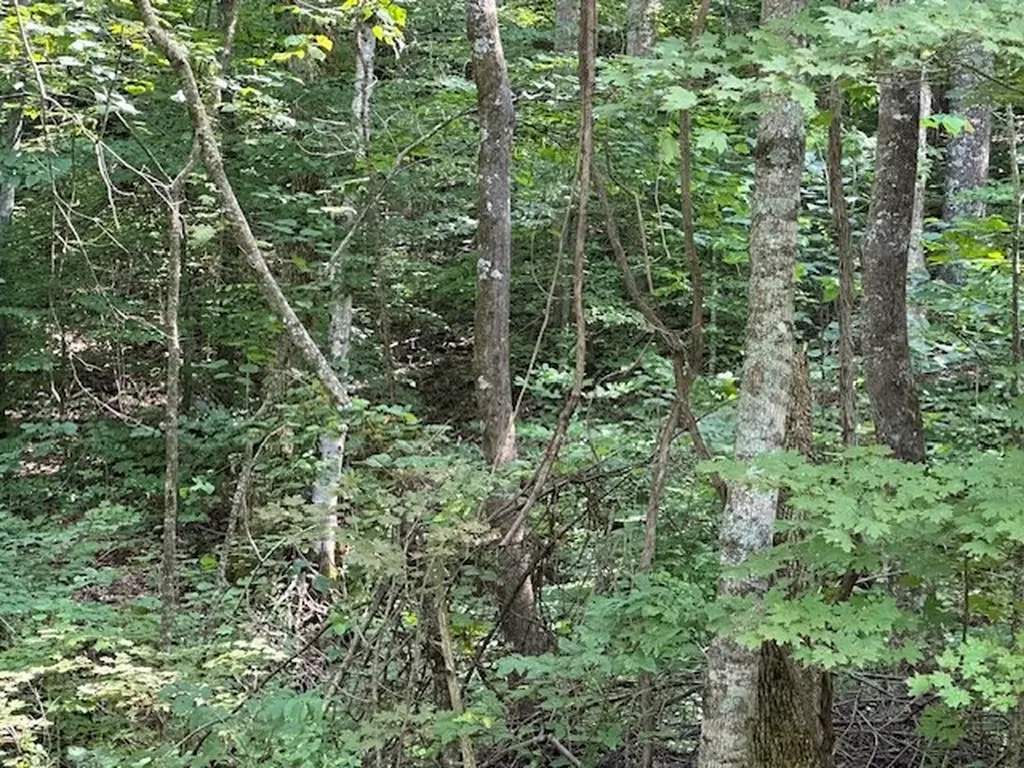 Na Gum Springs Mountain Road Sparta TN 38583