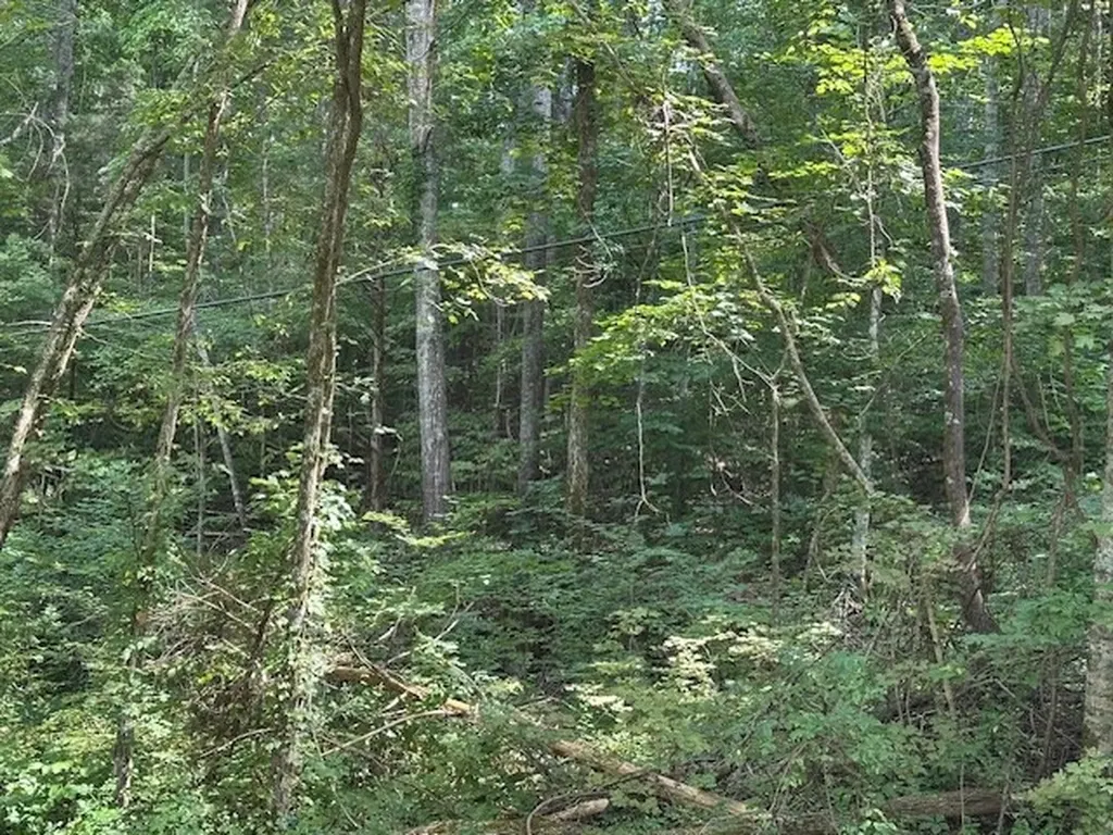 Na Gum Springs Mountain Road Sparta TN 38583