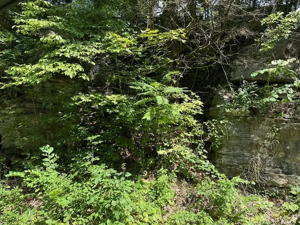 Na Gum Springs Mountain Road Sparta TN 38583