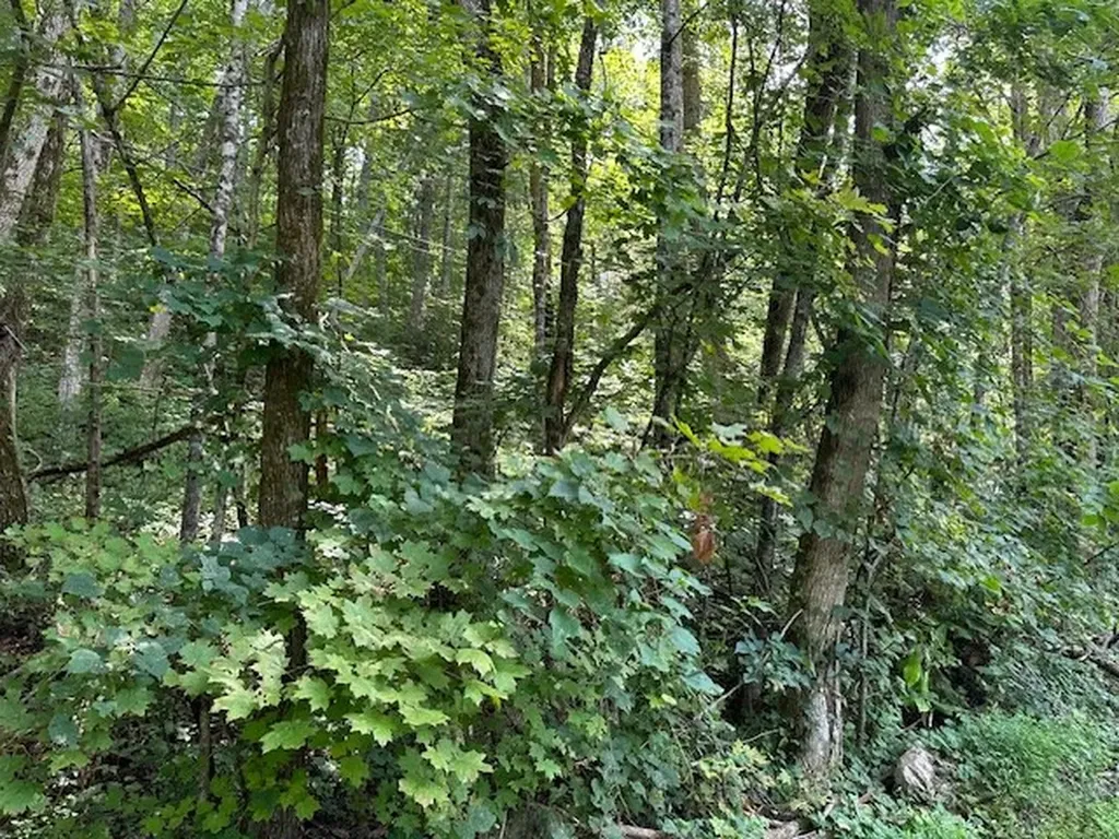 Na Gum Springs Mountain Road Sparta TN 38583