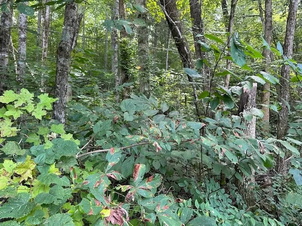 Na Gum Springs Mountain Road Sparta TN 38583