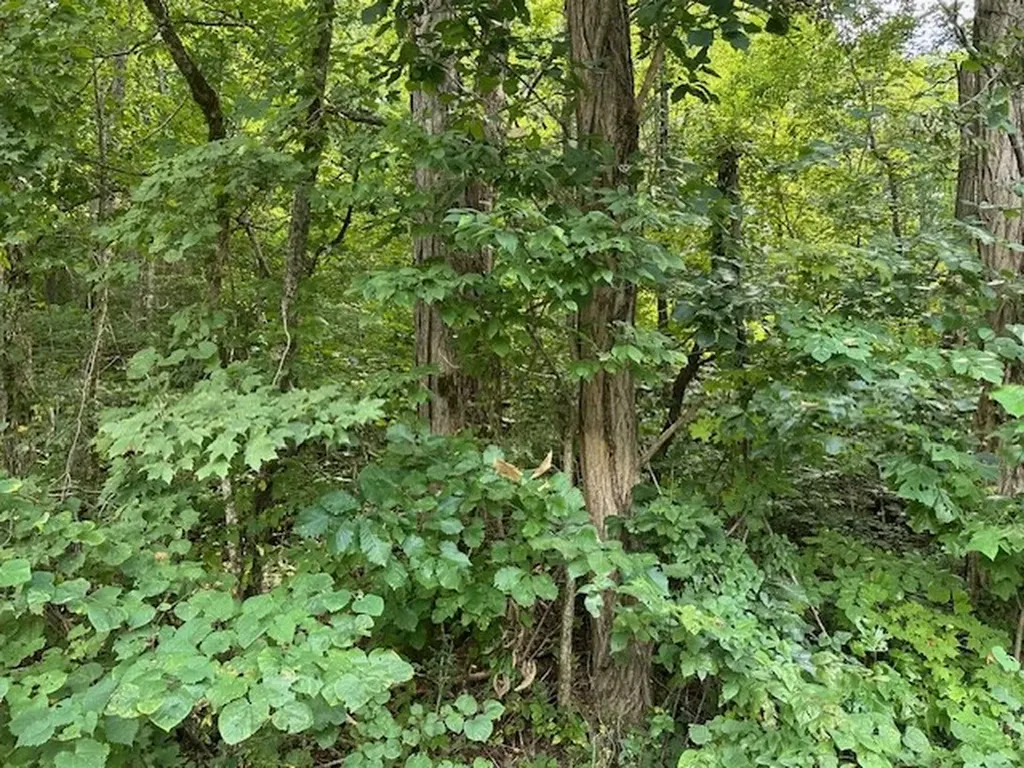 Na Gum Springs Mountain Road Sparta TN 38583