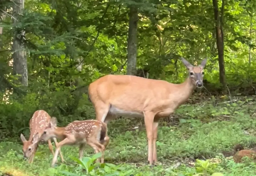 629 Julia Drive Cookeville TN 38506