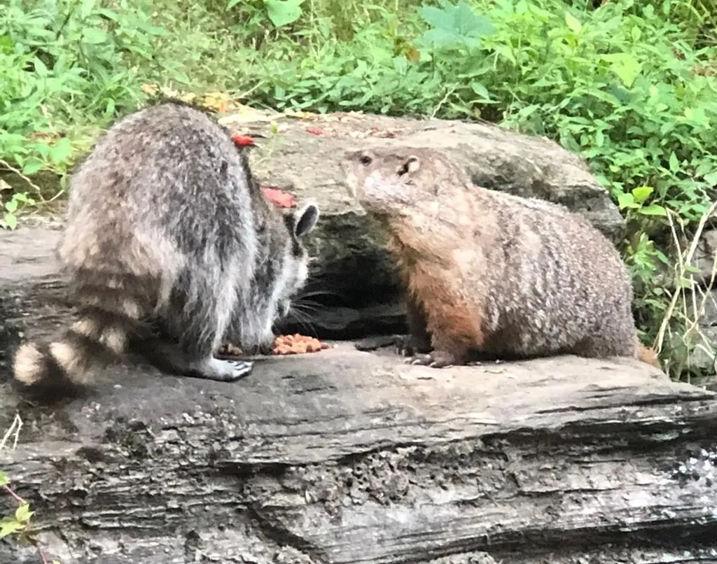 629 Julia Drive Cookeville TN 38506