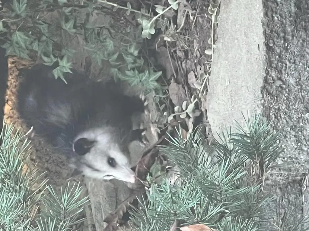 629 Julia Drive Cookeville TN 38506