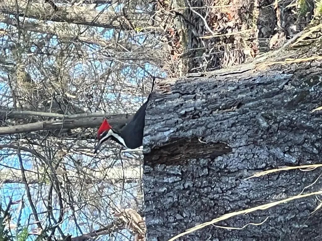 629 Julia Drive Cookeville TN 38506