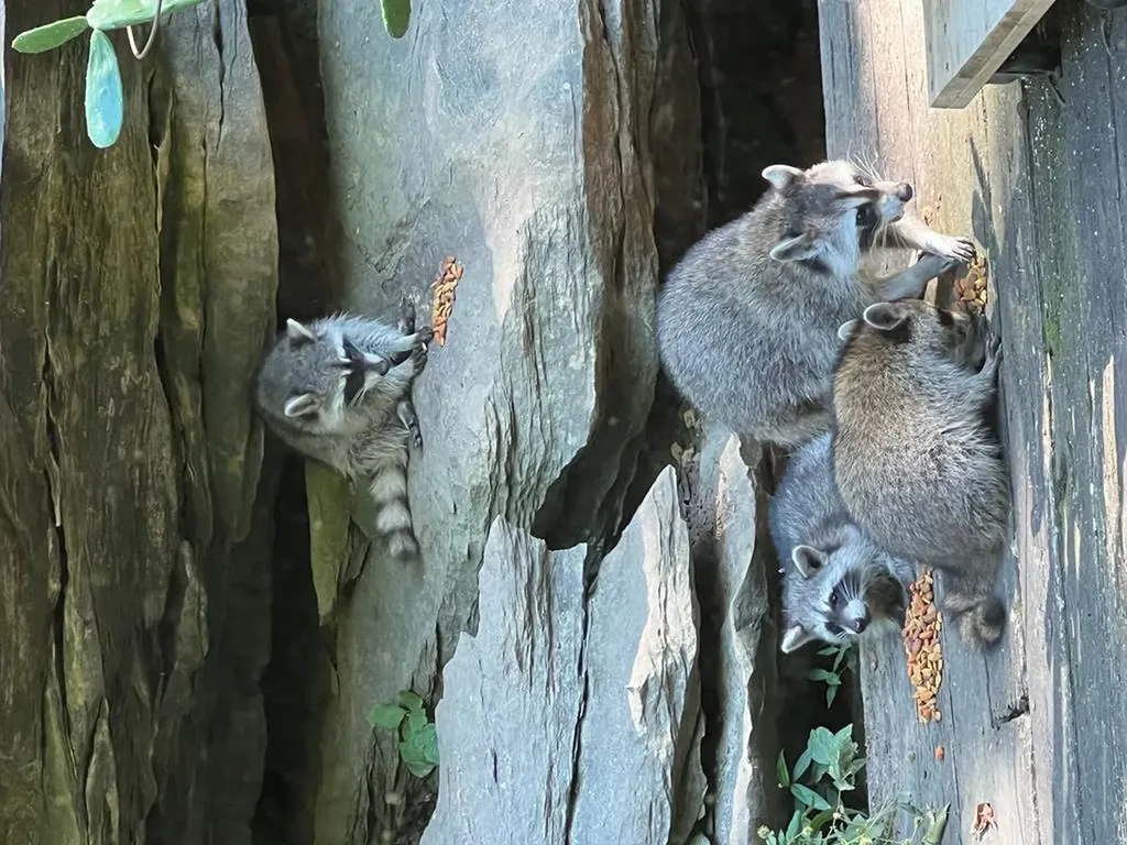 629 Julia Drive Cookeville TN 38506