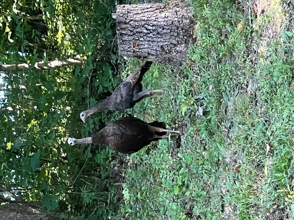 629 Julia Drive Cookeville TN 38506