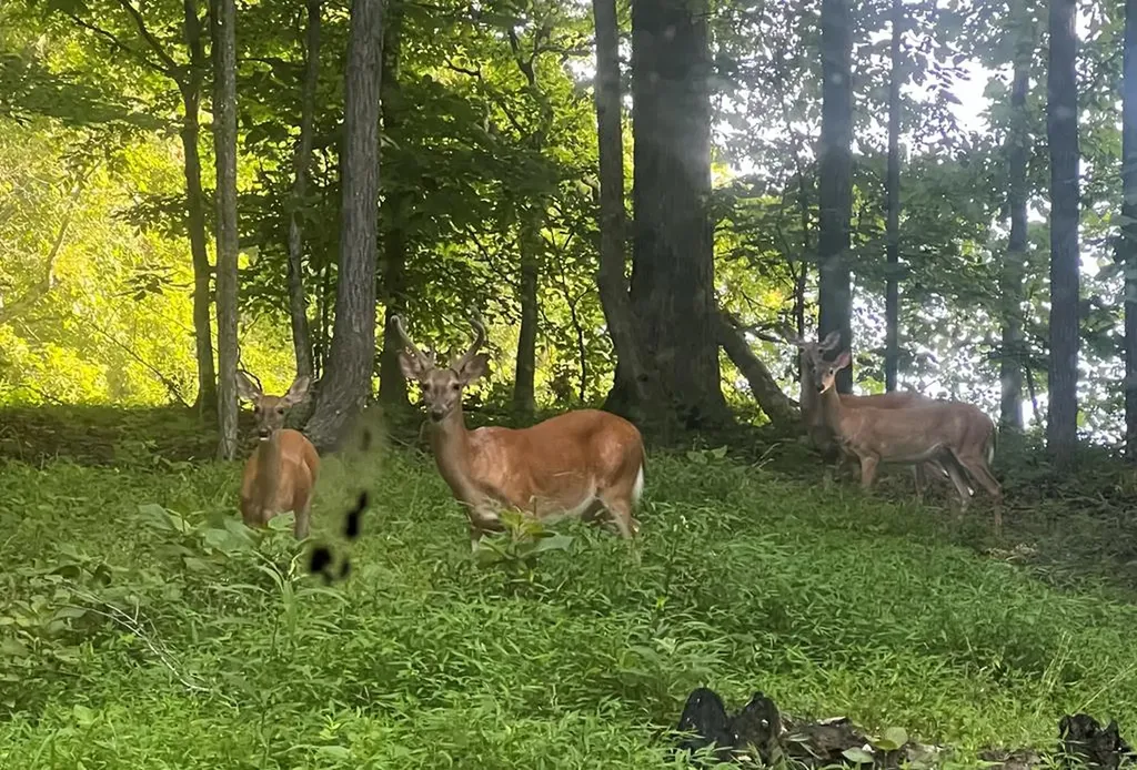 629 Julia Drive Cookeville TN 38506