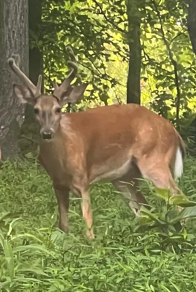 629 Julia Drive Cookeville TN 38506