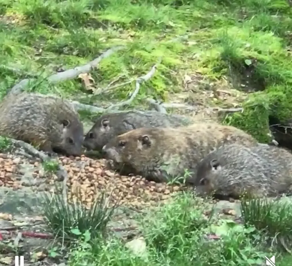 629 Julia Drive Cookeville TN 38506