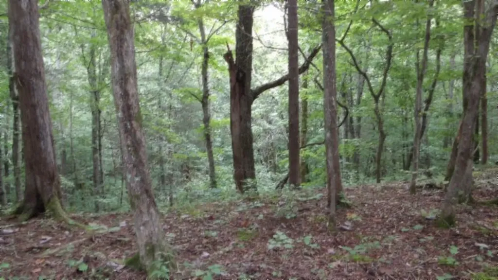2.64AC Old Highway 53 S. Celina TN 38551