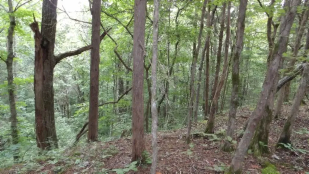2.64AC Old Highway 53 S. Celina TN 38551
