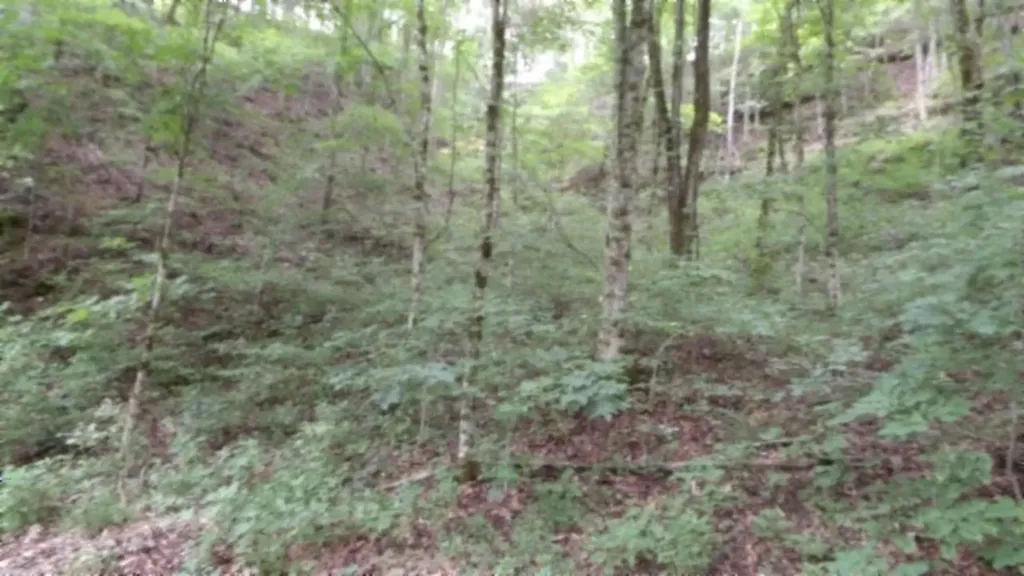2.64AC Old Highway 53 S. Celina TN 38551