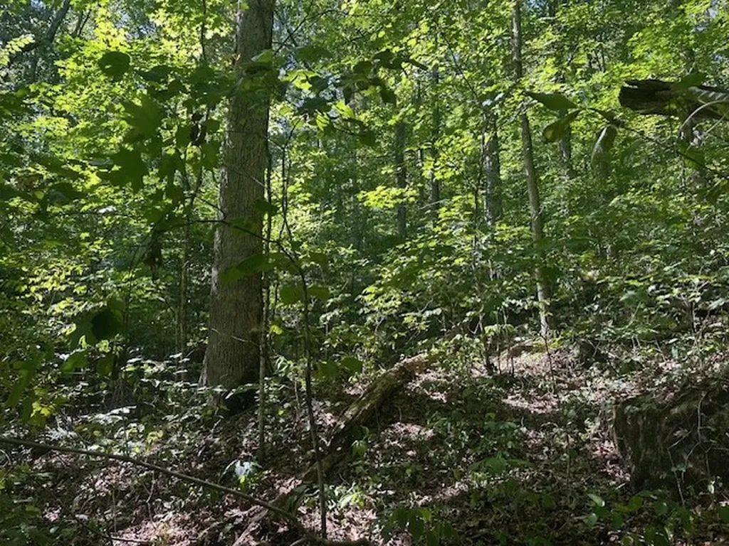 Lot 364a 6360 Wilder Highway Wilder TN 38589