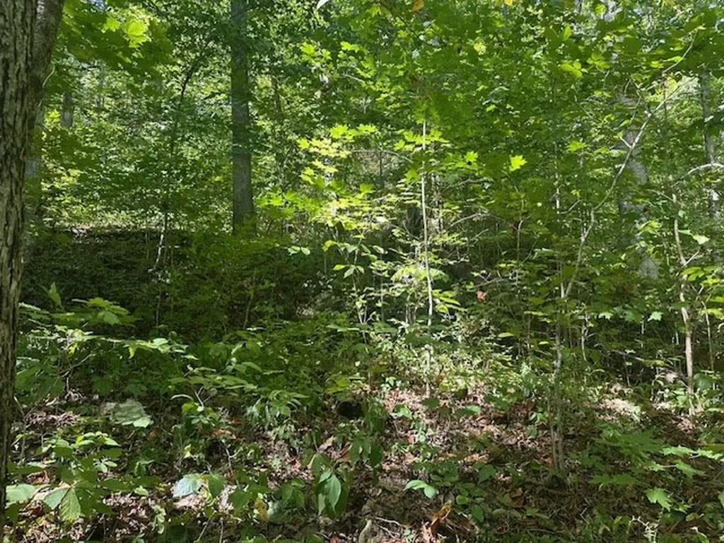 Lot 364a 6360 Wilder Highway Wilder TN 38589