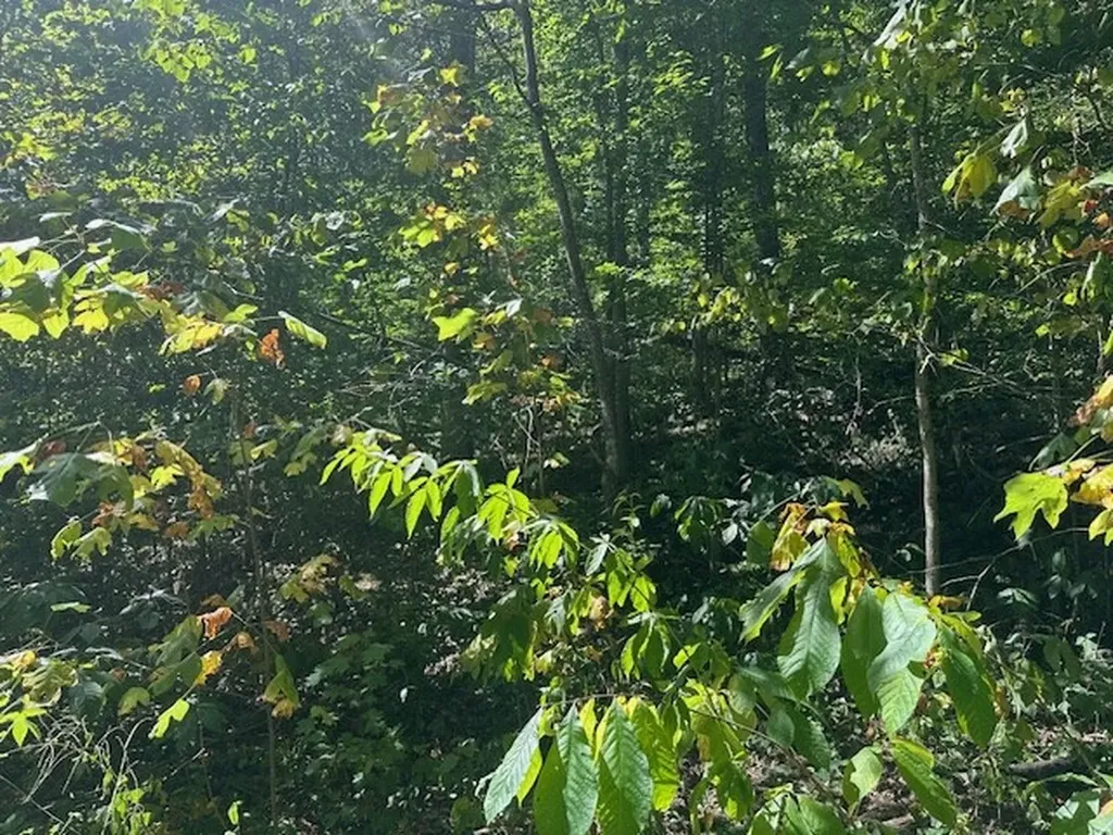 Lot 364a 6360 Wilder Highway Wilder TN 38589