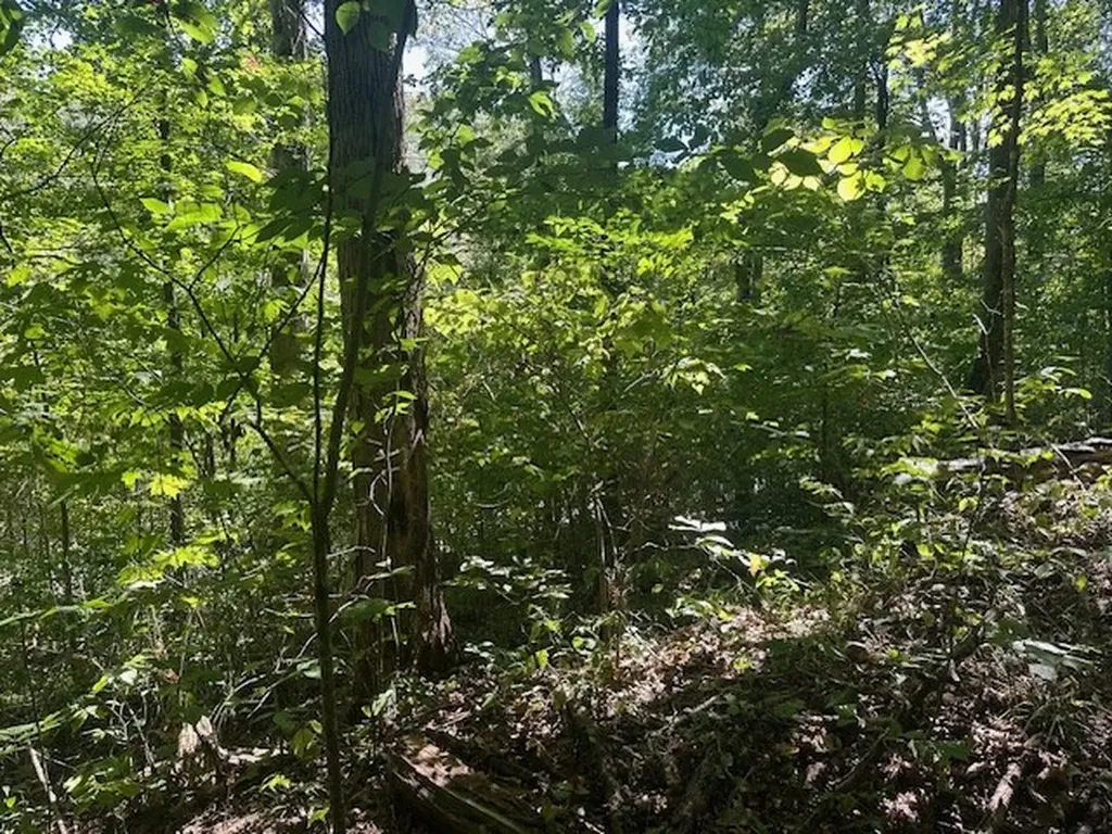 Lot 364a 6360 Wilder Highway Wilder TN 38589