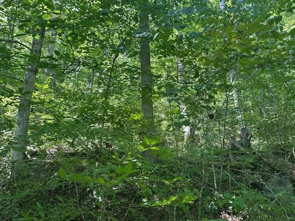 Lot 364a 6360 Wilder Highway Wilder TN 38589