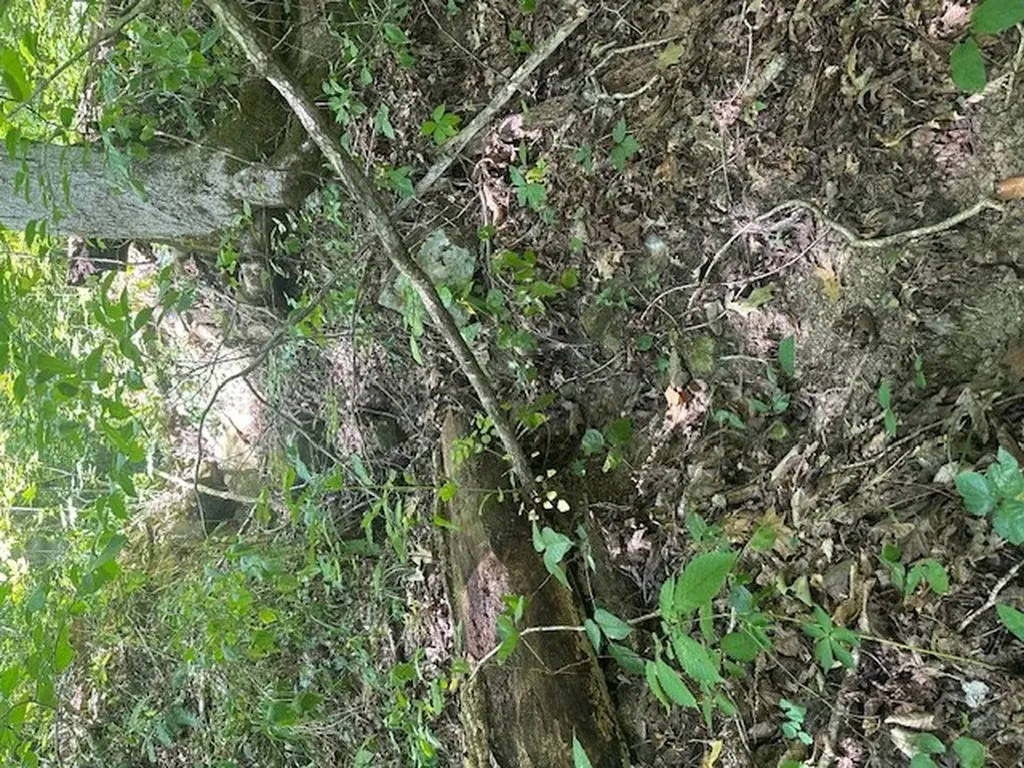 Lot 364a 6360 Wilder Highway Wilder TN 38589