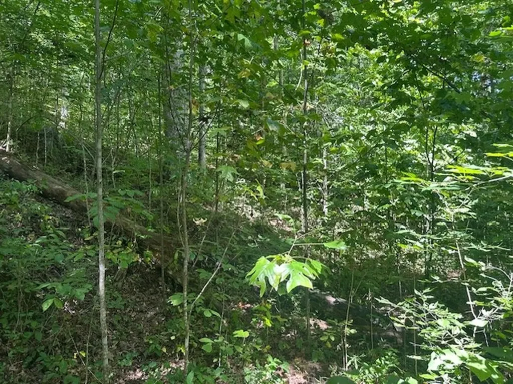 Lot 364a 6360 Wilder Highway Wilder TN 38589