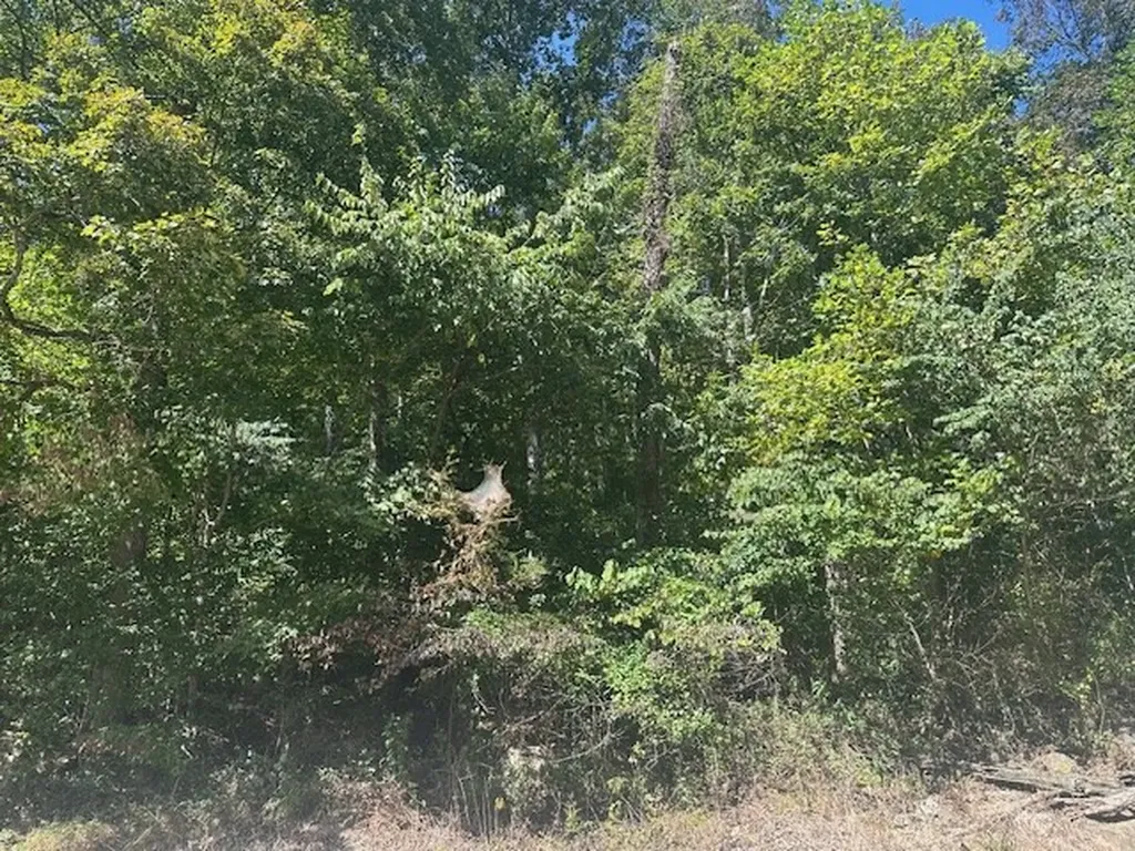 Lot 364a 6360 Wilder Highway Wilder TN 38589