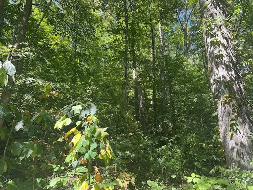 Lot 364a 6360 Wilder Highway Wilder TN 38589
