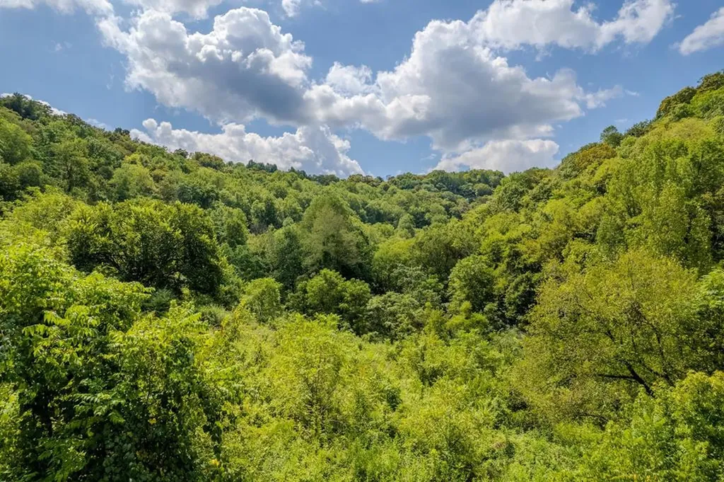 53.19AC Watts Hollow Road Buffalo Valley TN 38548