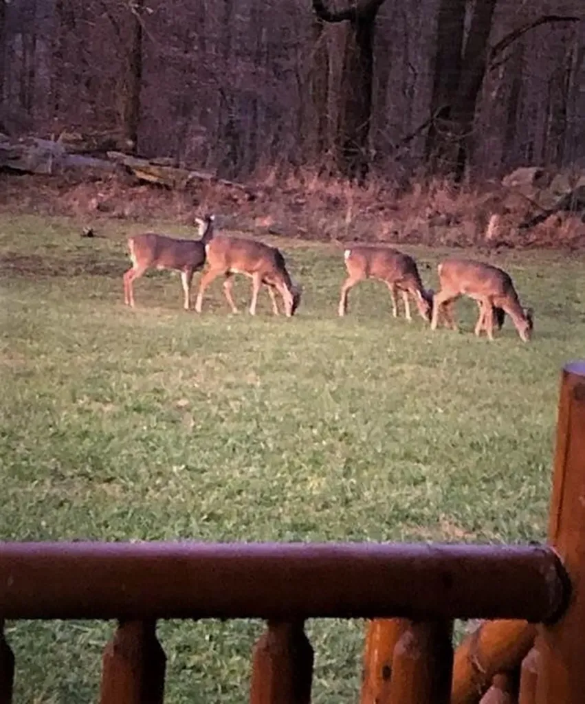 3715 Swan Ridge Road Hilham TN 38568