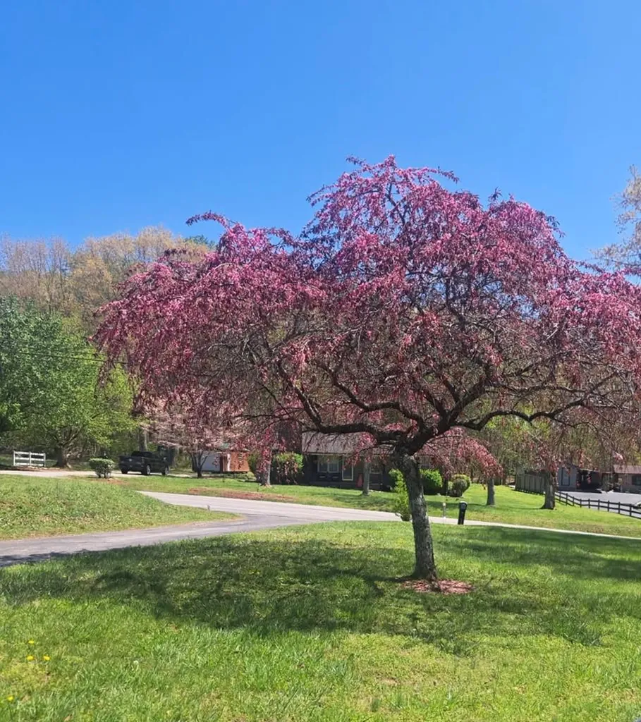 455 Spring Valley Mcminnville TN 37110