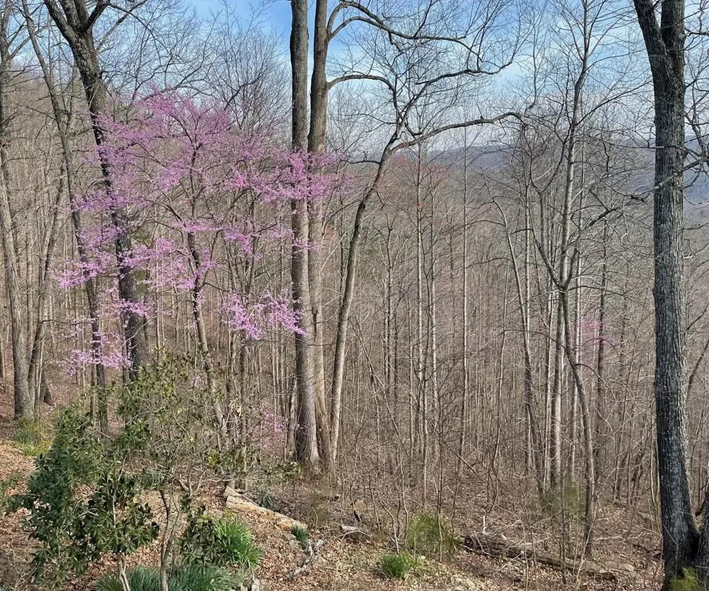 1570 Verna Qualls Road Sparta TN 38583