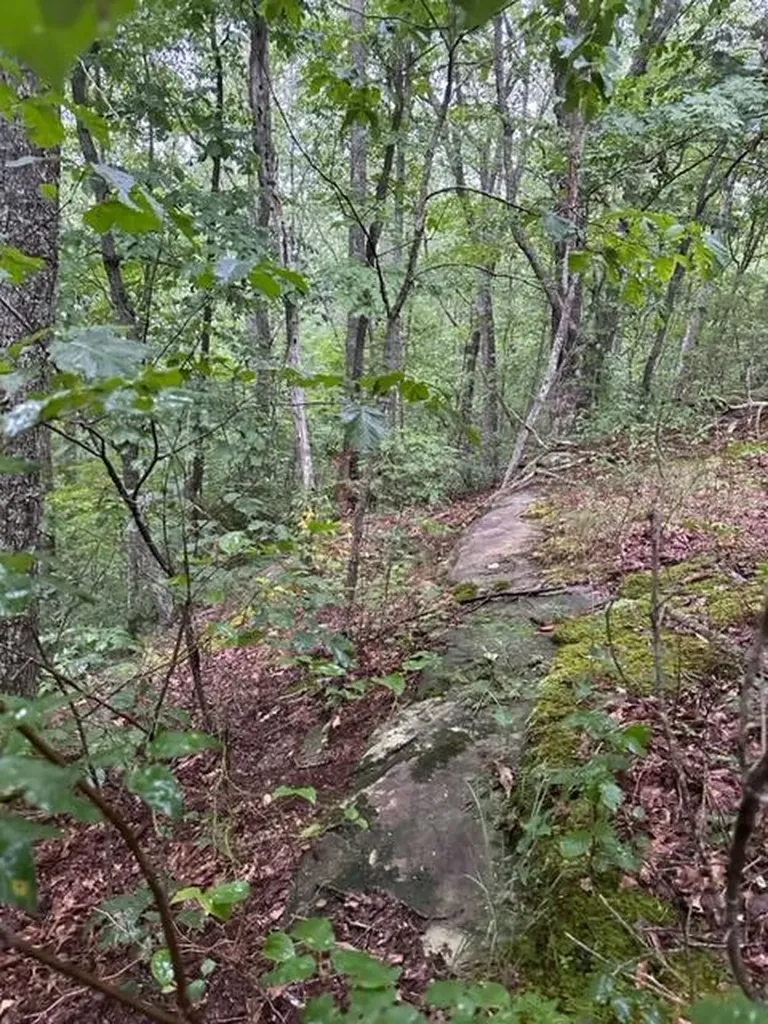Lot 33 Wilson Ridge Road Wilder TN 38589