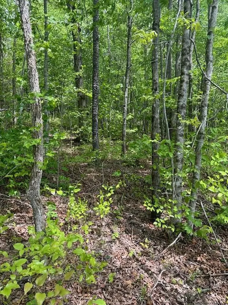 Lot 33 Wilson Ridge Road Wilder TN 38589