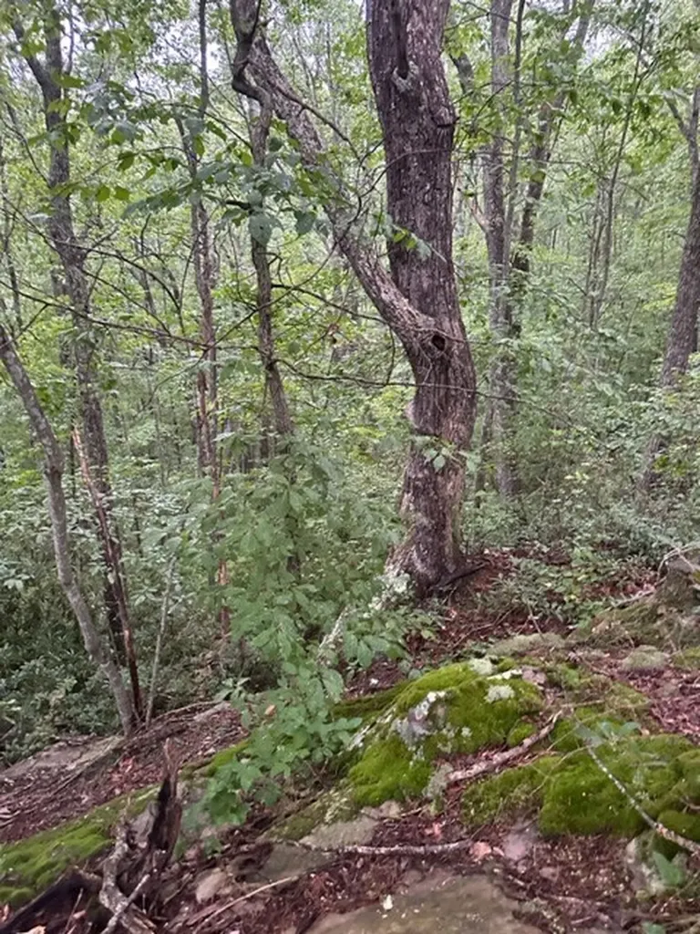 Lot 33 Wilson Ridge Road Wilder TN 38589