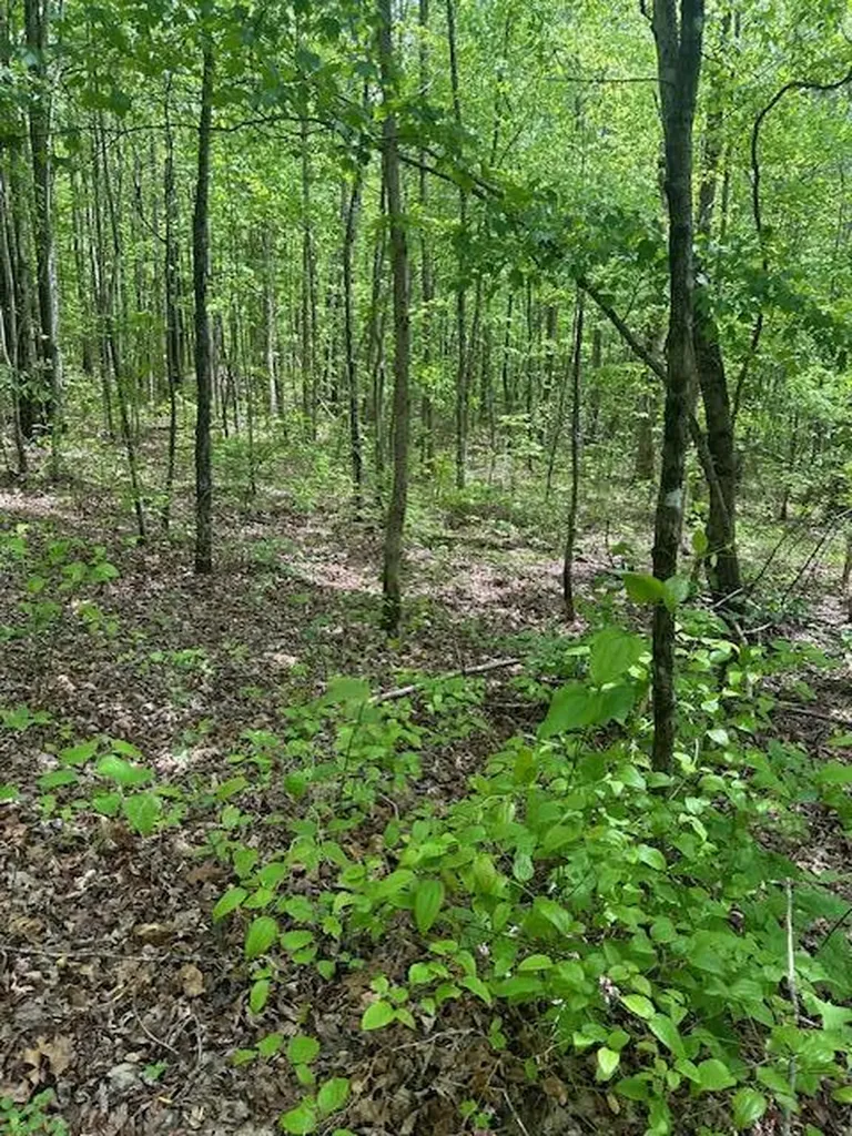 Lot 33 Wilson Ridge Road Wilder TN 38589