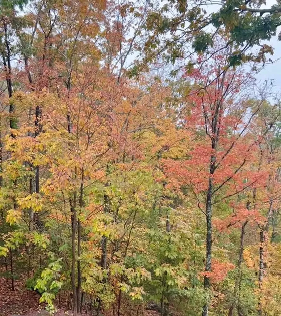 451 E Sunset Boulevard Allons TN 38541