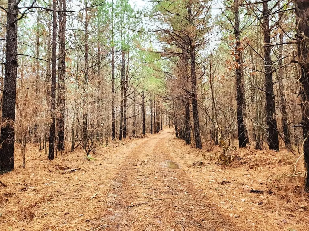 1965 West Robbins Road Robbins TN 37852