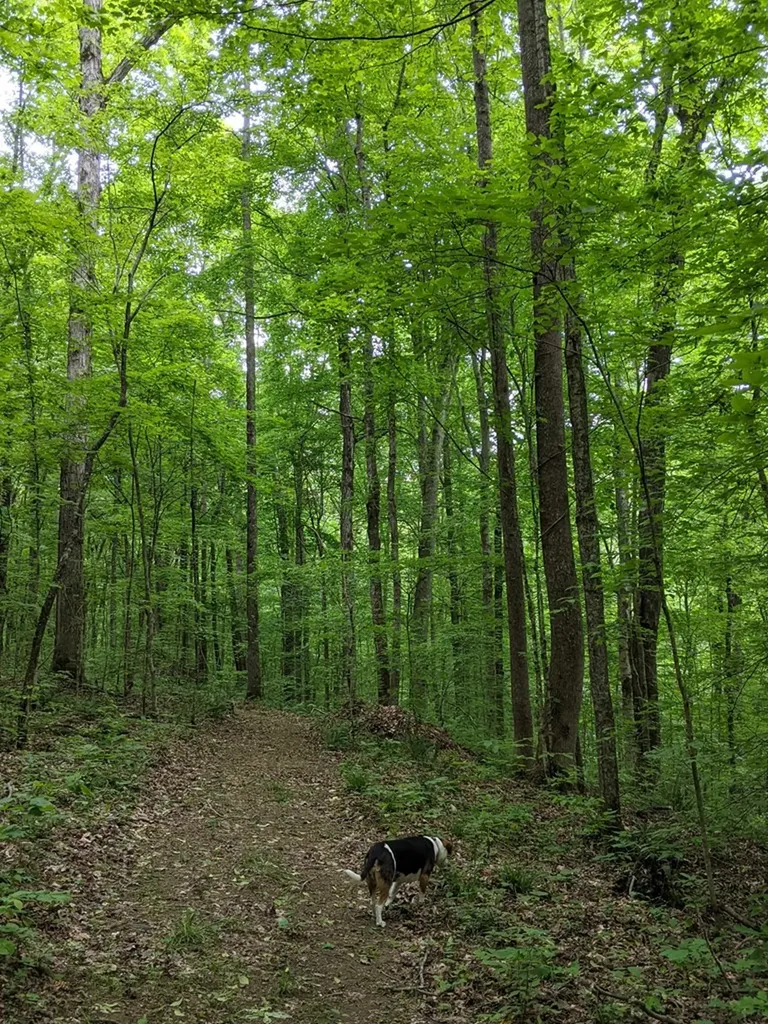 236 Landmark Lane Hilham TN 38568