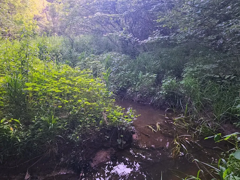 3121 Coon Hunter Lodge Road Jamestown TN 38556