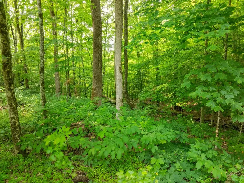 0 Oak Hill Road Byrdstown TN 38549