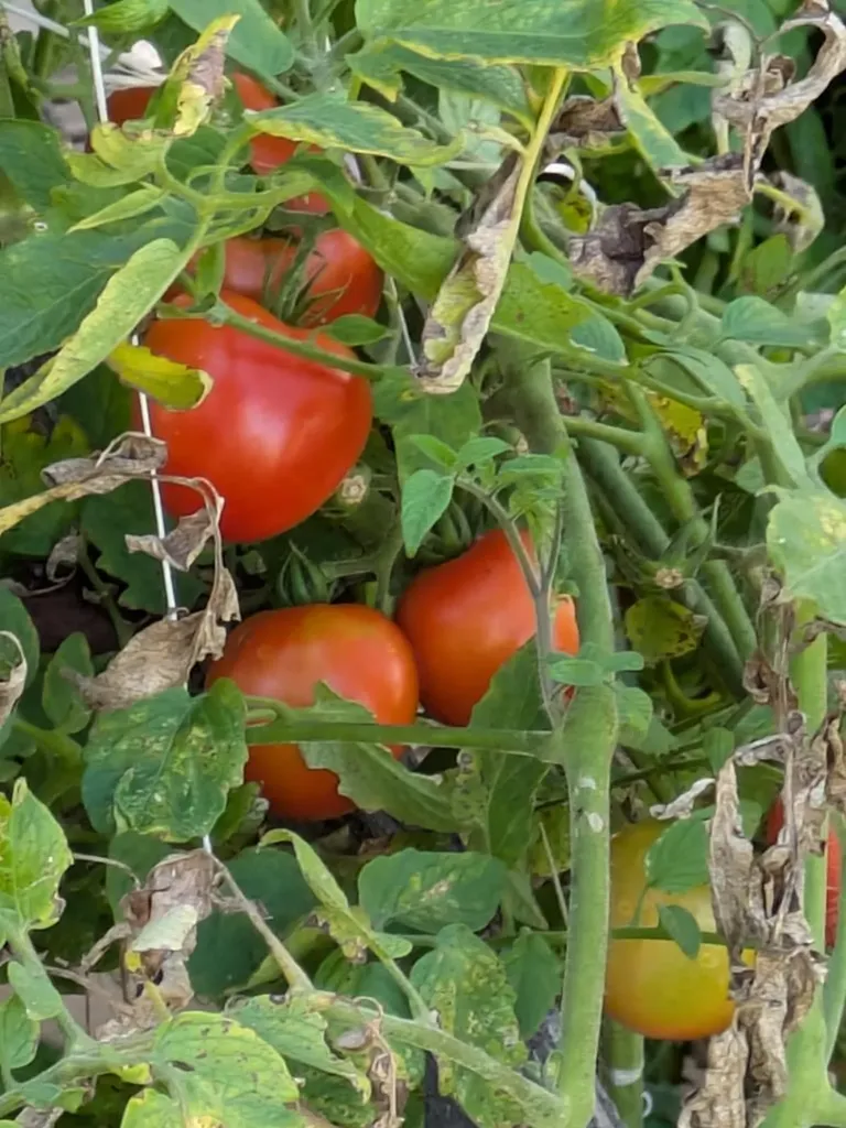 4250 Standing Rock Road Jamestown TN 38556