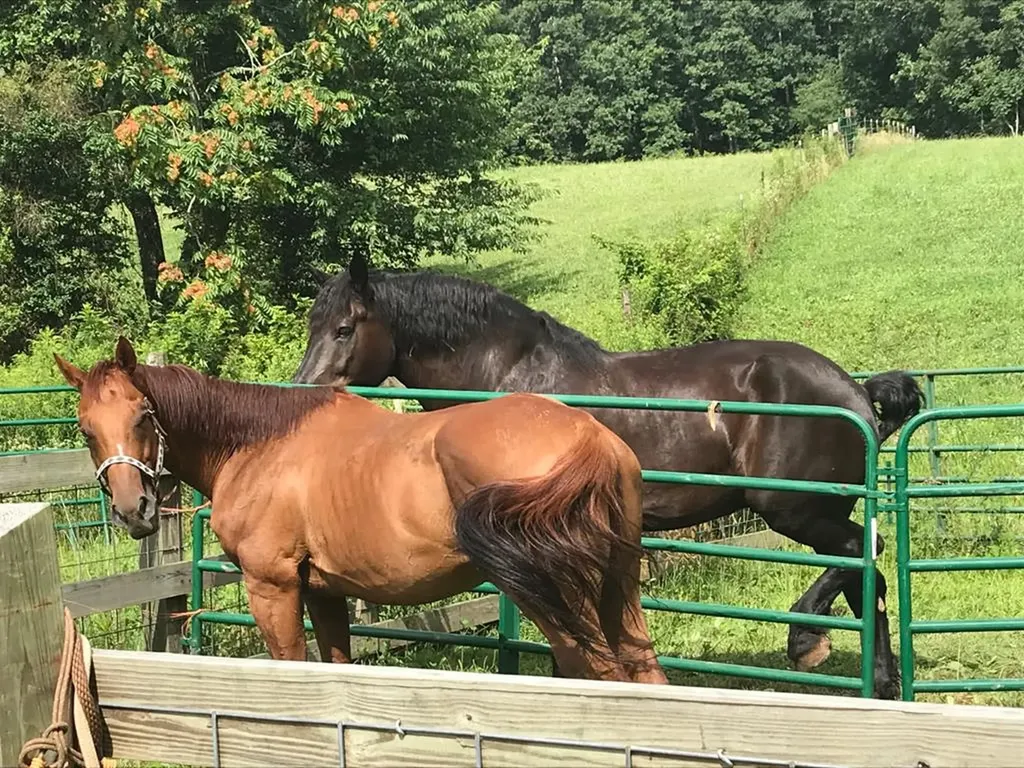 4250 Standing Rock Road Jamestown TN 38556