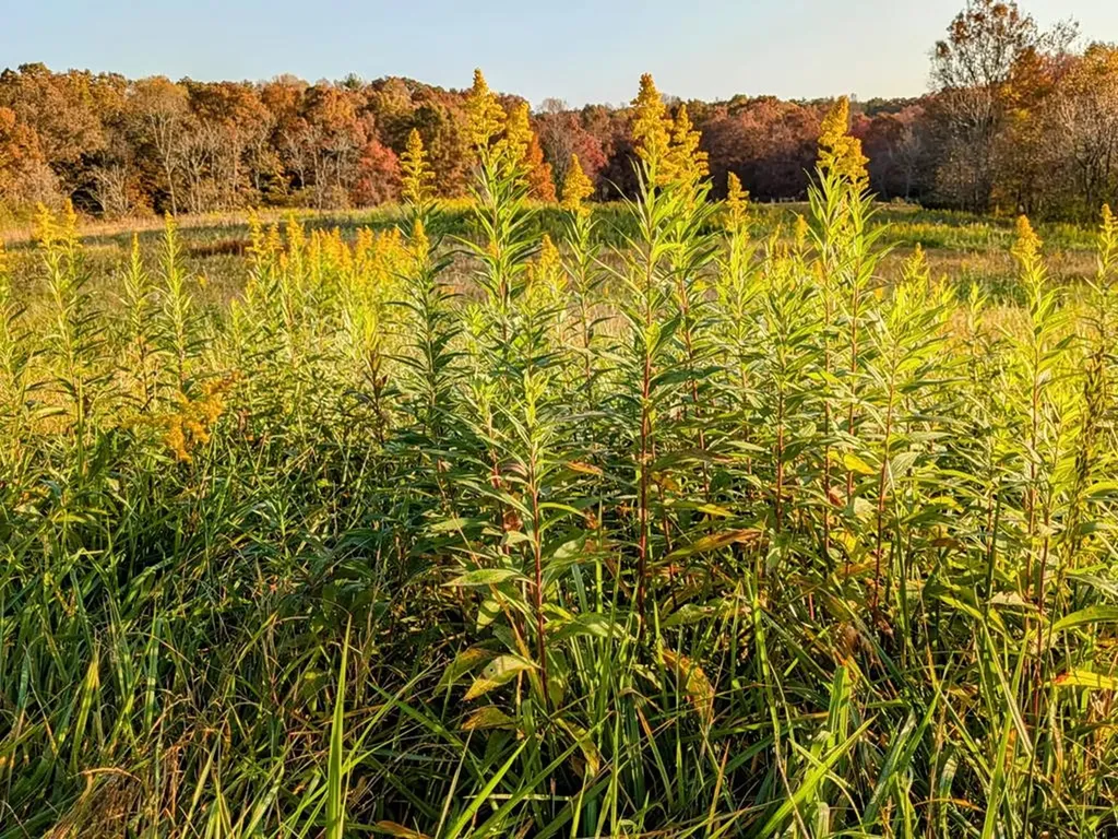 4250 Standing Rock Road Jamestown TN 38556