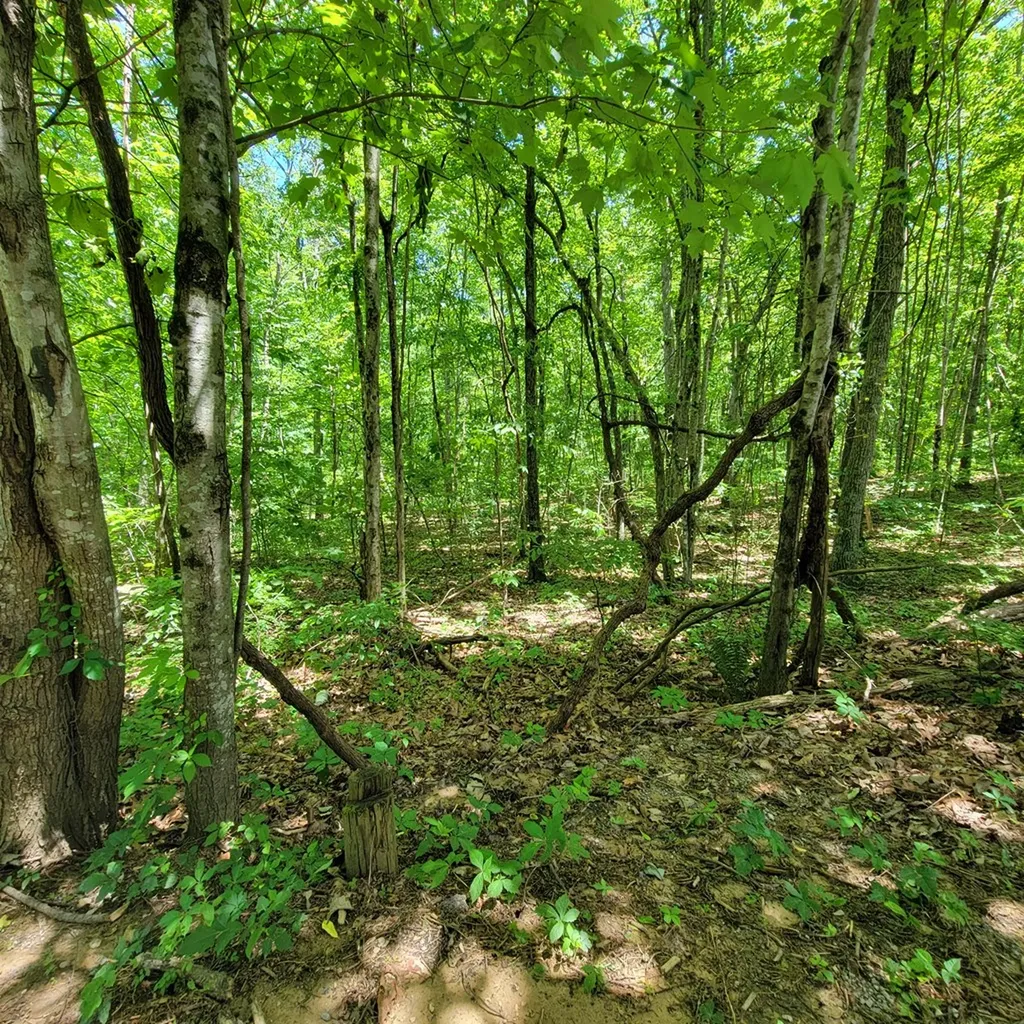 19 Vincent Road Spencer TN 38585